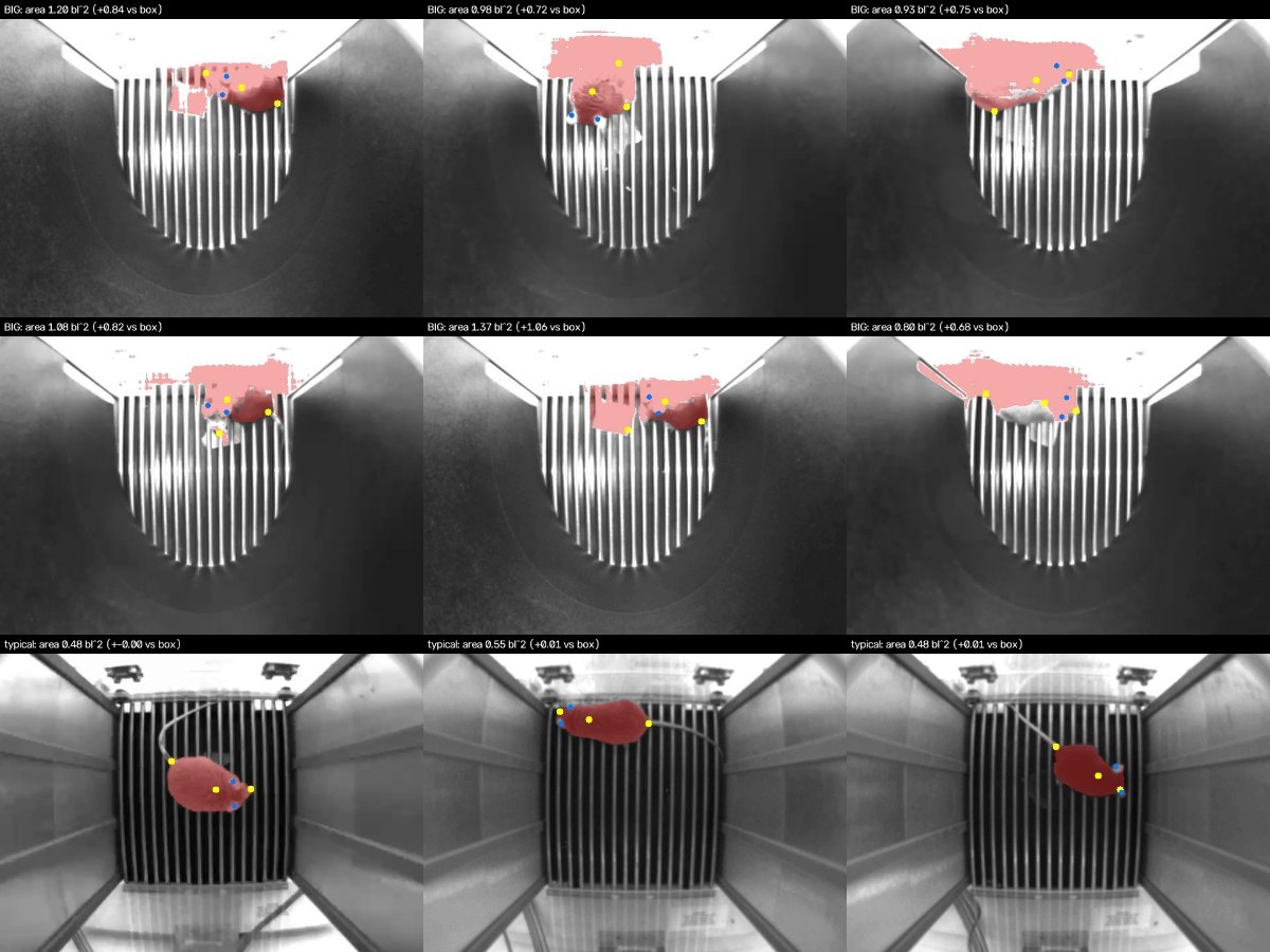 Top two rows: point-prompted masks that grew most, all in context B, pulled onto the bright wall by a keypoint that sits there (yellow dots are the prompts, blue the ears). Bottom row: typical frames.