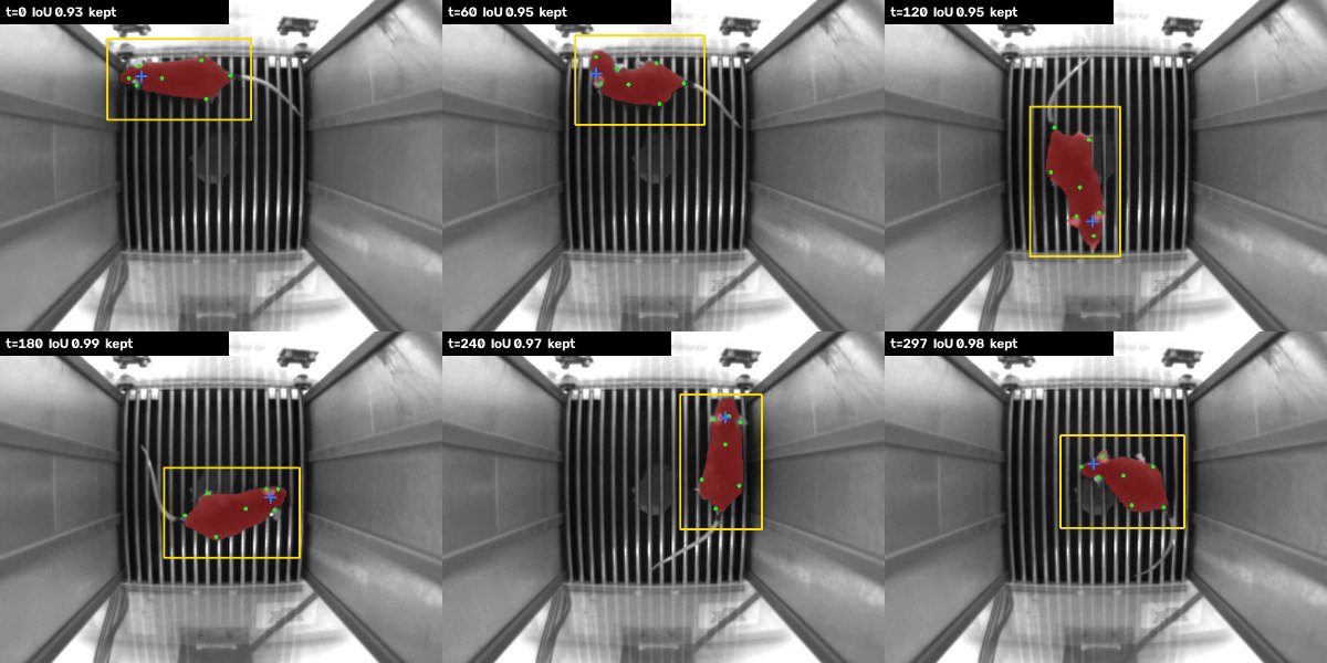 Stage 4, same recording. Prompted from the padded keypoint box (yellow) at every keyframe, the mask stays on the mouse. The blue cross is the head-disc centre.